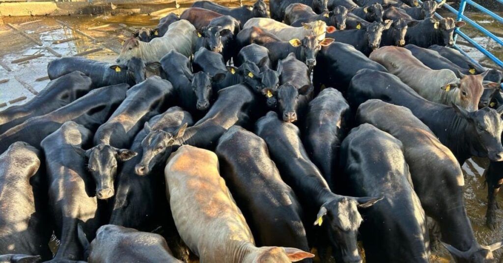 Novilhada de sangue taurino garante bônus e show de carne premium em MS