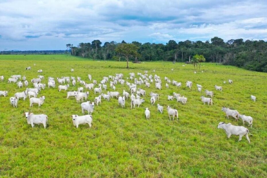 Mato Grosso terá Zoneamento Agrícola de Risco Climático; entenda | VGN