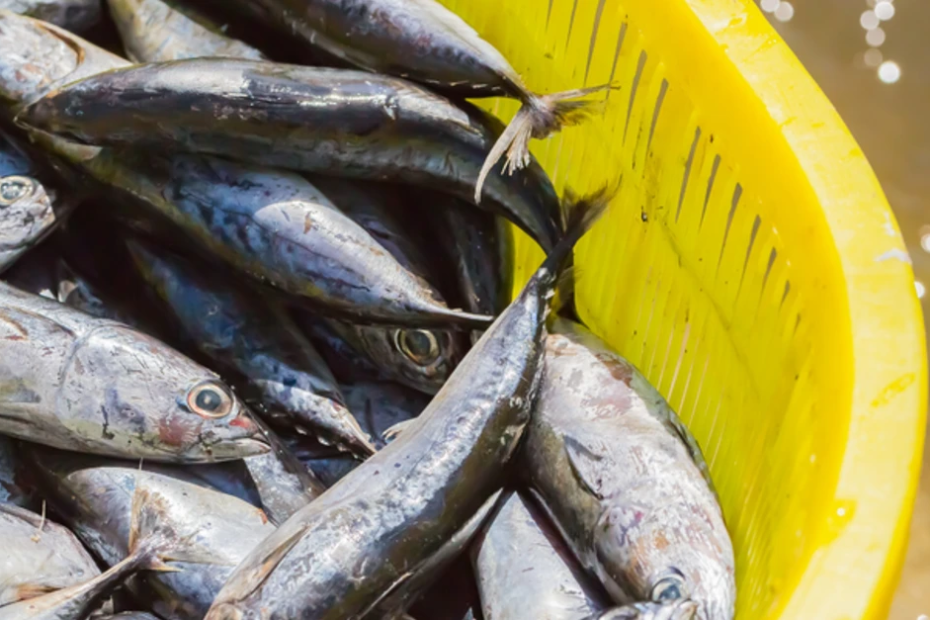 África do Sul abre mercado de importação para pescados