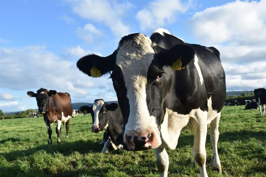 Uso de resíduos de bolachas na nutrição de vacas leiteiras