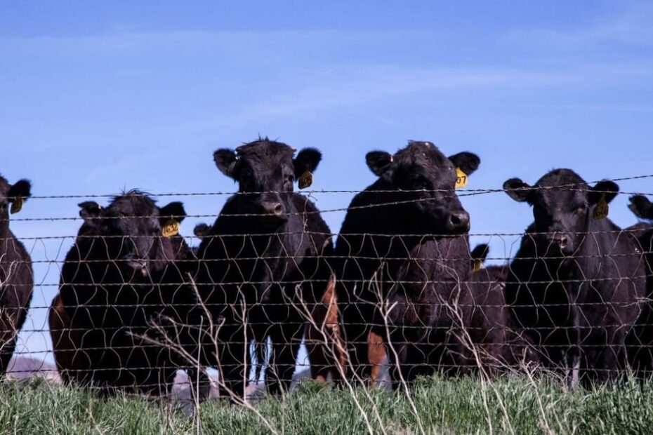 Pecuária australiana: os desafios do país que chega ao maior rebanho de bovinos da última década