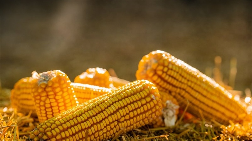Preço do milho continua em queda durante a entressafra