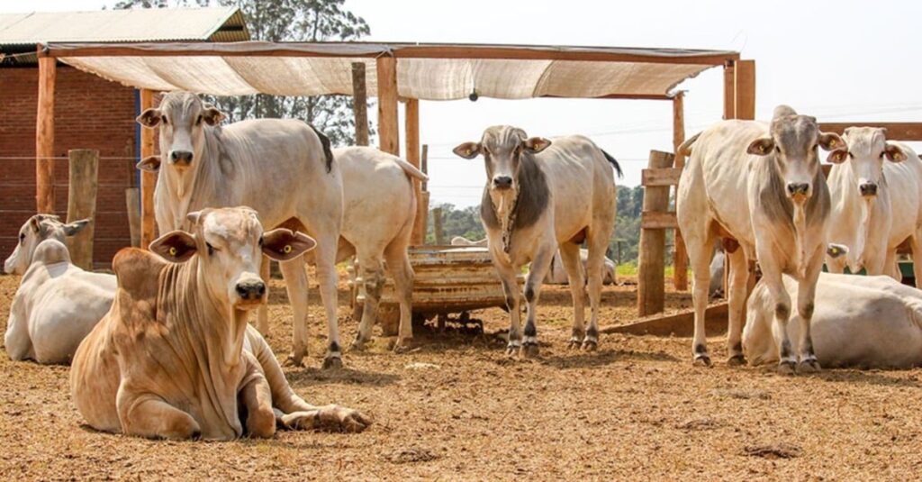 Já preparou a fazenda para a seca? Saiba o que fazer para não ter prejuízos nesse inverno