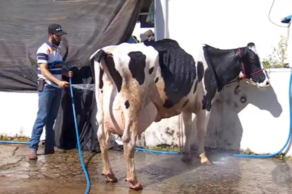 Vaca Baleia produziu 132,2 kg de leite e quebra recorde mundial 