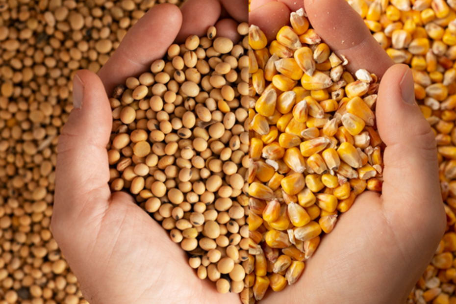 Produção de grãos deve atingir 295,6 milhões de toneladas