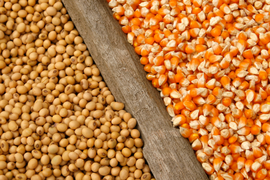 Recordes na produção de soja e milho impulsionaram PIB agropecuário, diz IBGE  • Portal DBO