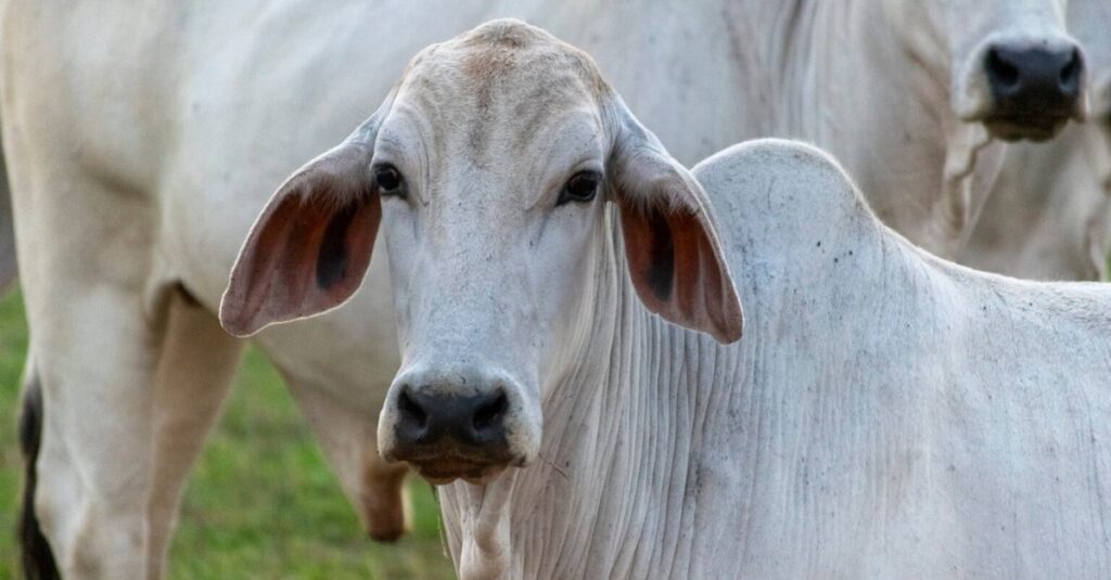 Destaque Rural - Taxa de abate na pecuária