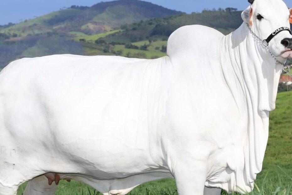 Viatina-19: Guinness Book reconhece vaca Nelore como a fêmea bovina mais cara do mundo
