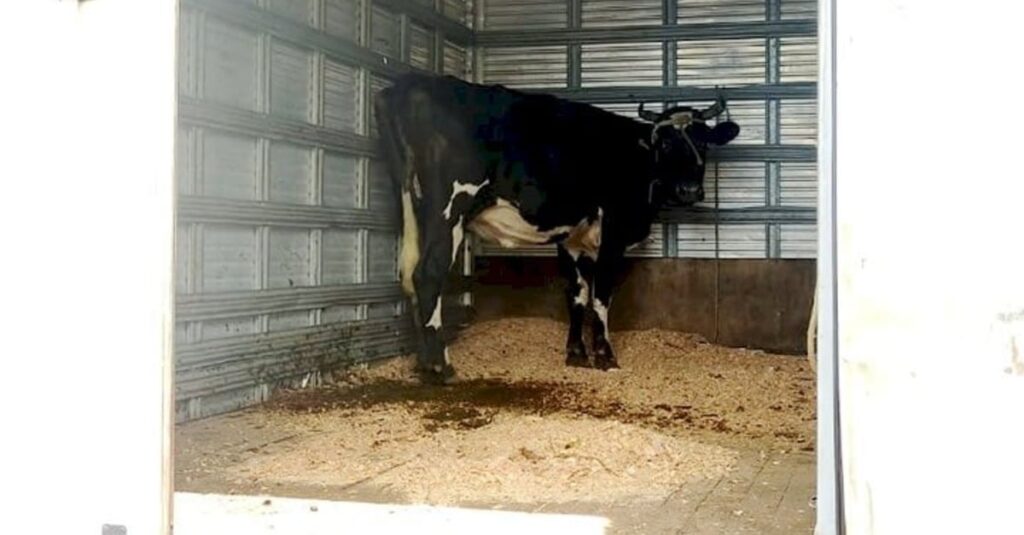 Polícia Rodoviária flagra vaca em caminhão-baú