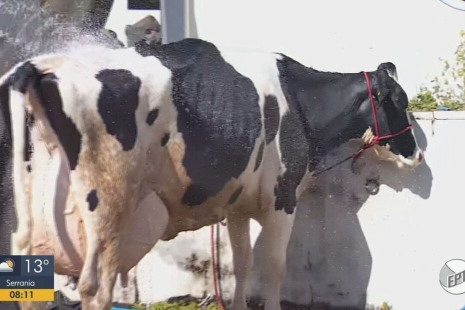 Vaca de produtor de Alpinópolis bate recorde mundial de produção de leite em torneio em MG - G1