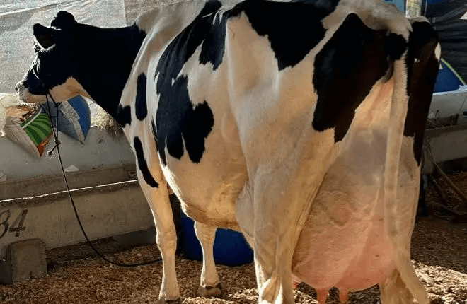 Vaca surpreende e quebra recorde 144 kg de leite