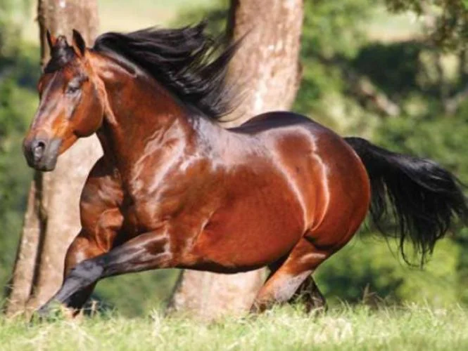 A despedida de Hobby Top Cody intrigará você. 29 Mundo do Quarto de Milha se despede de Hobby Top Cody