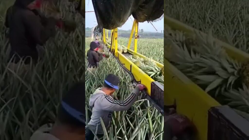 "Abacaxi: safra dourada da agricultura" #agro #abacaxi #colheita 2 abacaxi safra dourada da agricultura agro abacaxi colheita