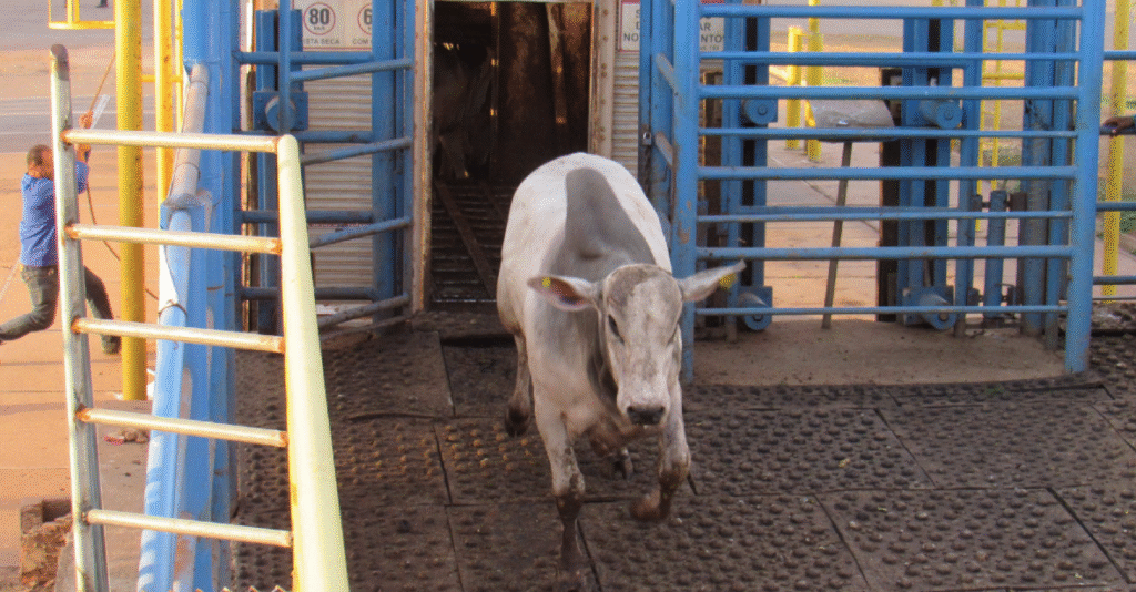 Escalas de abate seguem estáveis e alongadas, aponta Agrifatto • Portal DBO