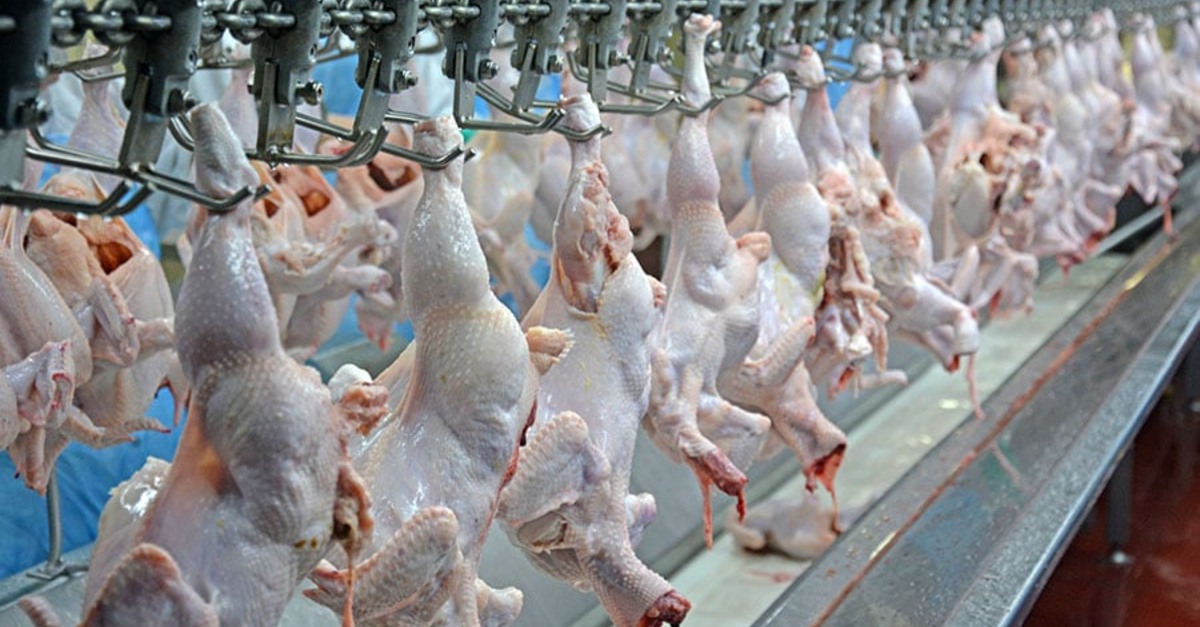 Abatedouros de Aves- Descubra como a avaliação sanitária protege sua saúde.