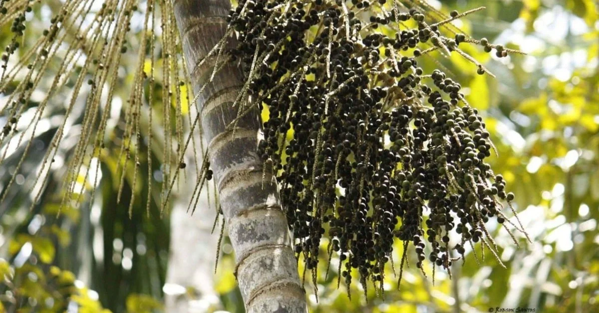 Açai- Descubra o segredo do açaí no pasto! 🌿 19 Pasto integrado com o açaí? Saiba como fazer um consórcio de sucesso
