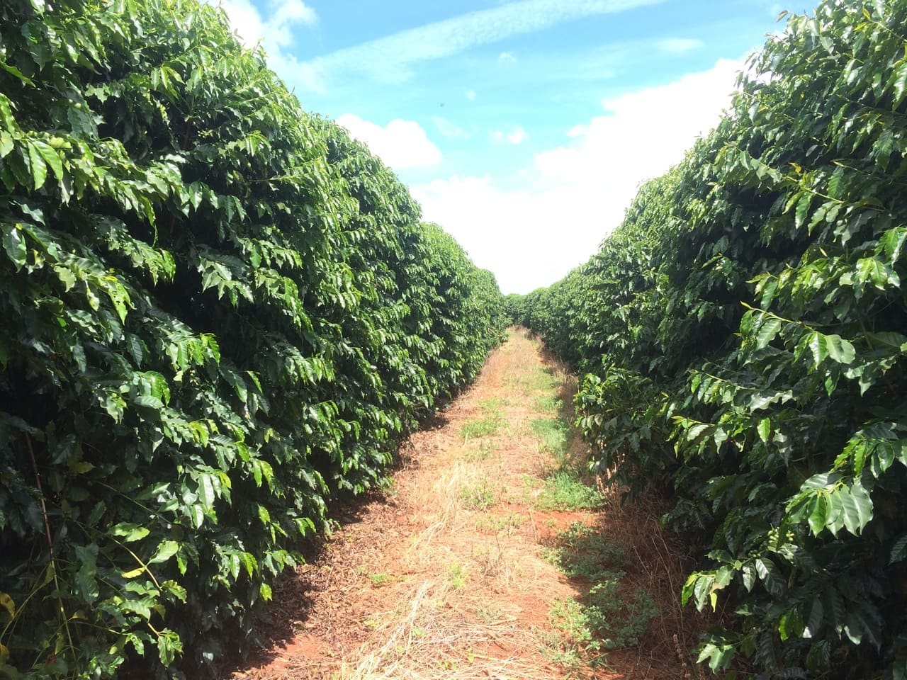 Ácaro vermelho no café: mistério revelado!