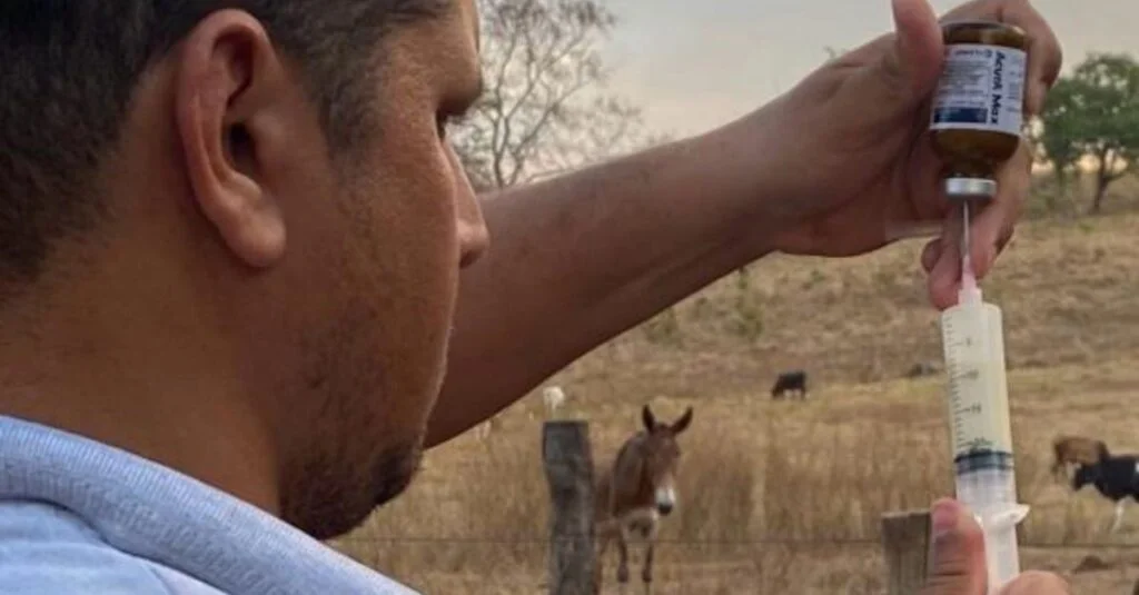 Pneumonia, doença de casco e diarreia no gado: medicamento trata as três ao mesmo tempo