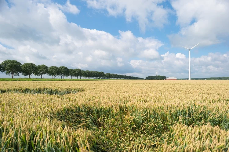 Agricultura sustentável: solução climática 31 agricultura sustentavel solucao climatica 1