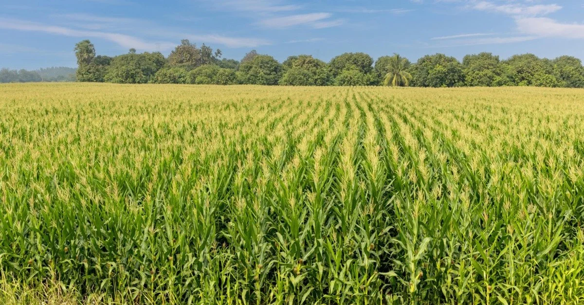 Agroconsult prevê produção de milho 23/24 em 123,4 milhões de toneladas