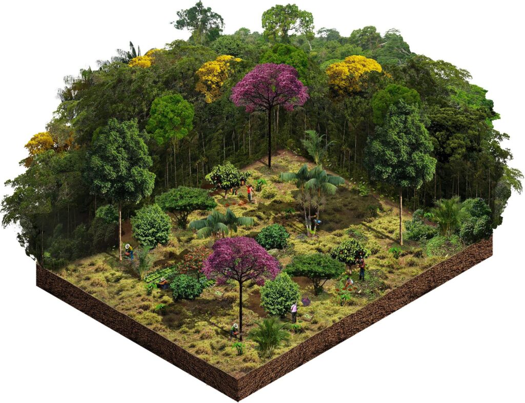 Você está visualizando atualmente Agrofloresta ou Sistema Agroflorestal (SAF): benefícios e desafios para agricultores e comunidades indígenas