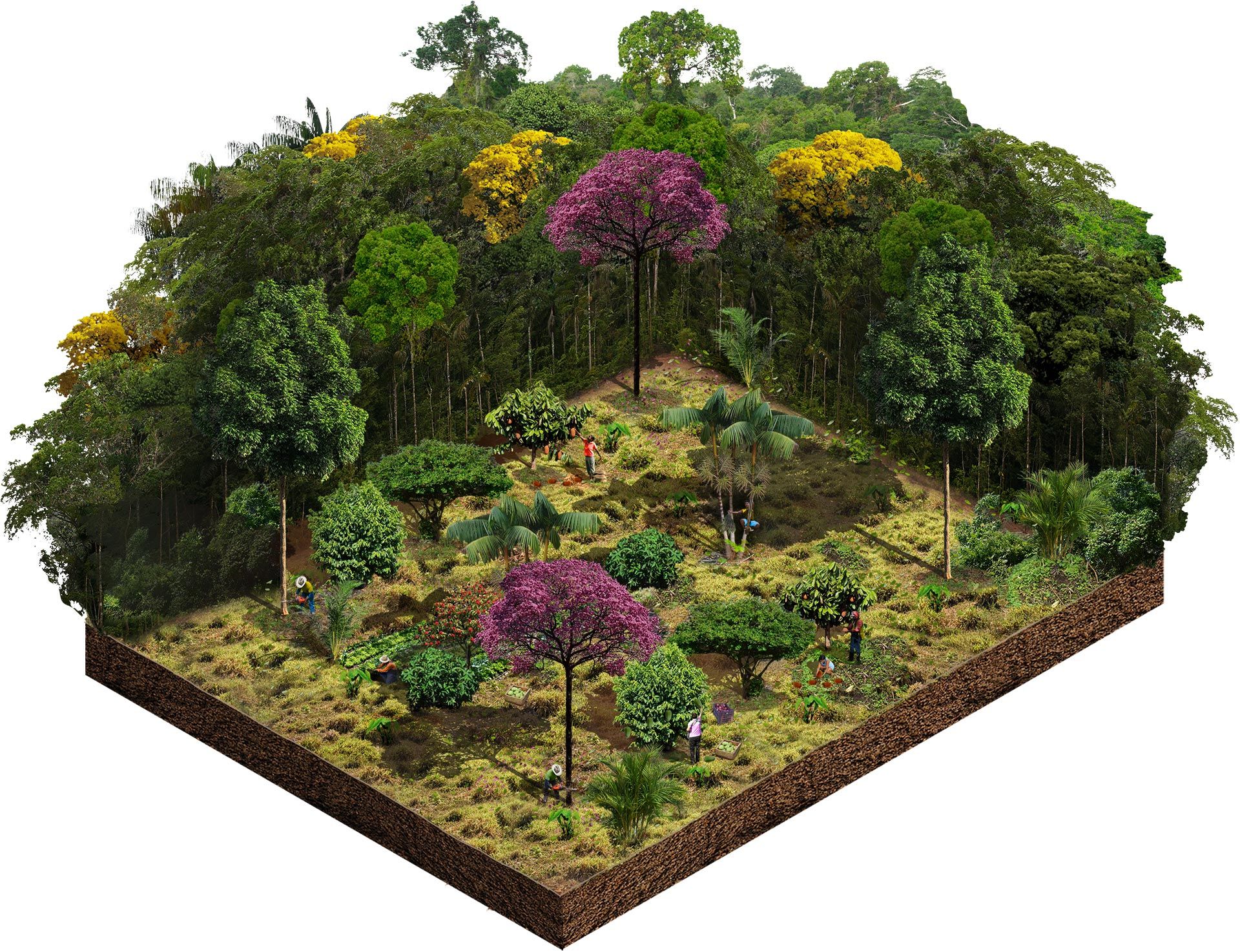 Agrofloresta- Descubra os segredos! 7 Agrofloresta- Descubra os segredos!