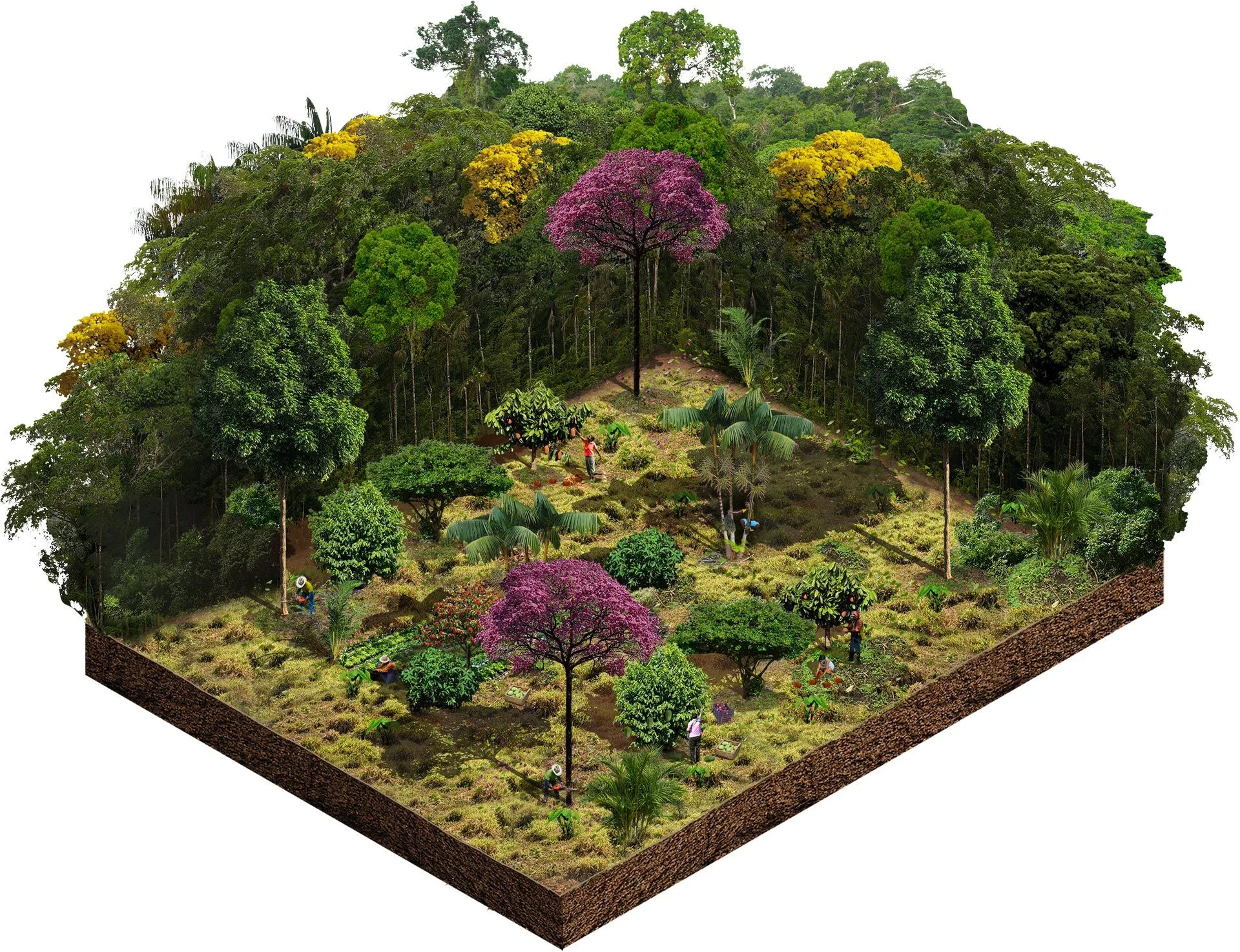 Agrofloresta- Descubra os segredos! 1 Você está visualizando atualmente Agrofloresta ou Sistema Agroflorestal (SAF): benefícios e desafios para agricultores e comunidades indígenas