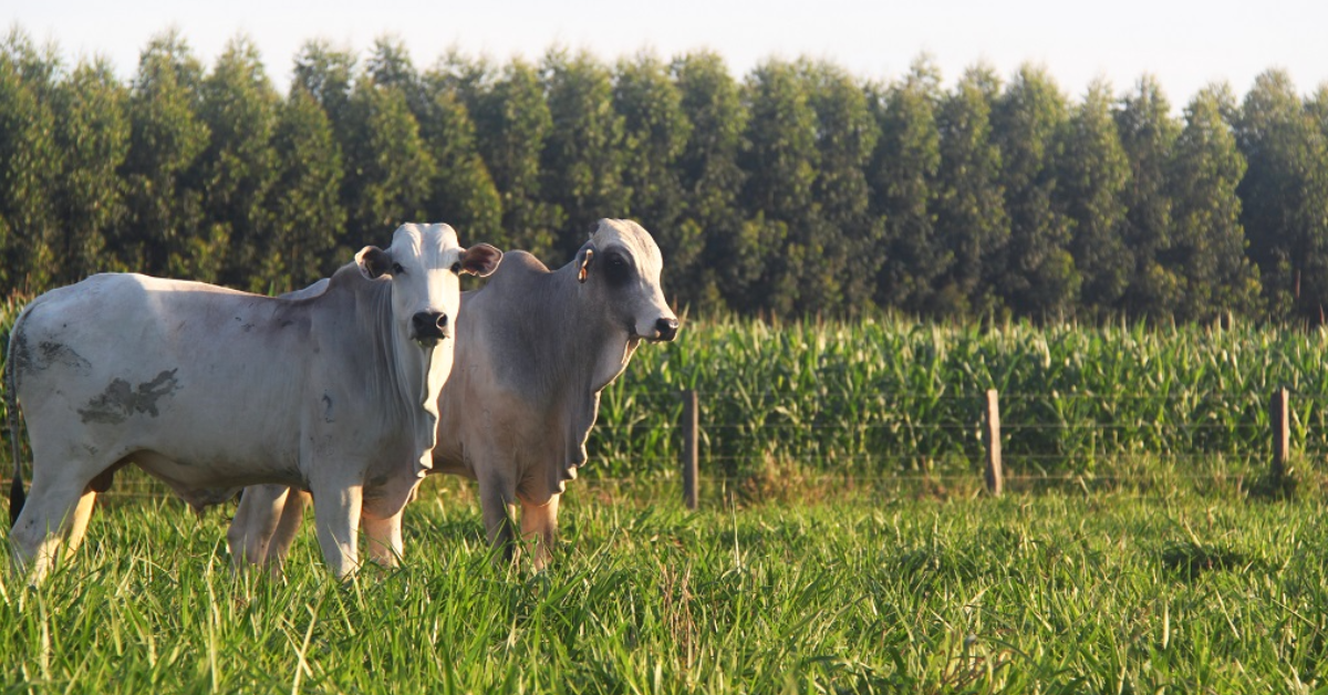 exportações do agronegócio batem recorde no primeiro bimestre do ano • Portal DBO