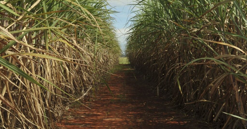 Destaque Rural - Exportações do agro batem novo recorde em fevereiro de 2024