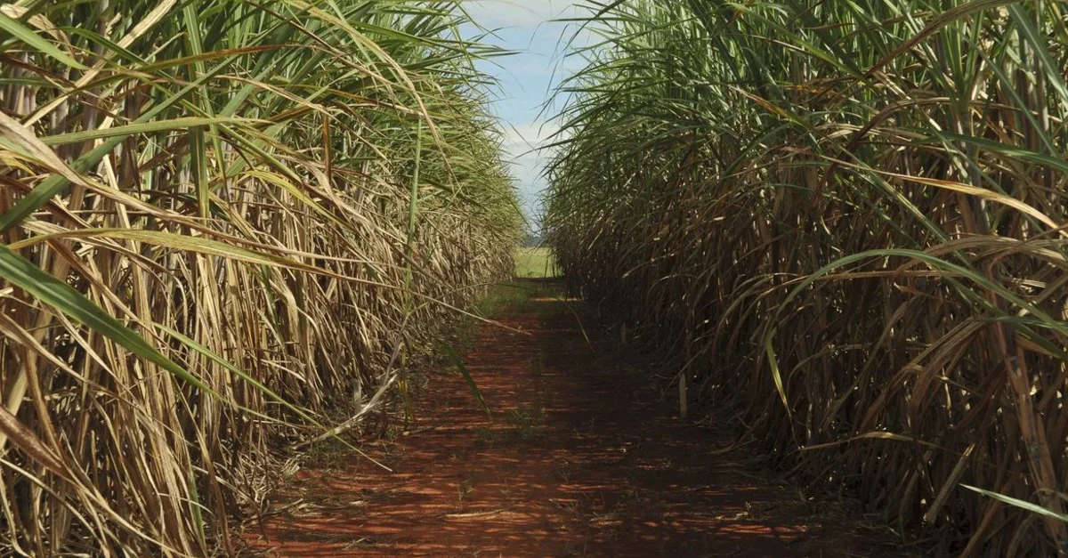 Agronegócios- Novo recorde em alta! 🌾📈 19 Destaque Rural - Exportações do agro batem novo recorde em fevereiro de 2024