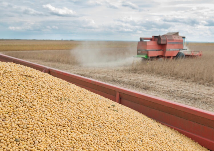 Ameaça: chuva forte paralisa colheita de soja!