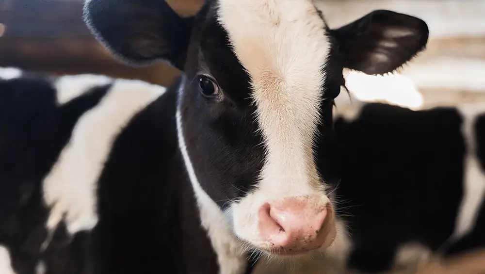 Aproveitamento de bezerro de corte