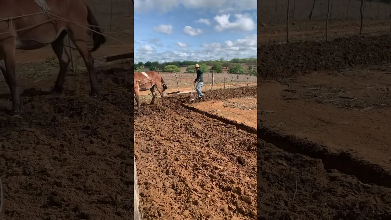 Arado com tração animal: charme rural! 🐴 4 arado com tracao animal charme rural f09f90b4