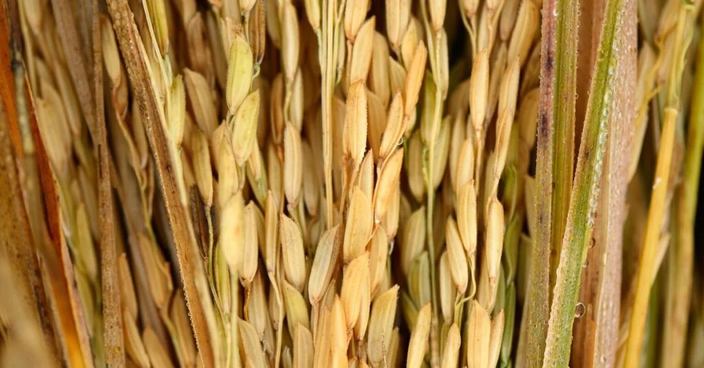 Destaque Rural - Preço do arroz deve cair cerca de 20% nas próximas semanas