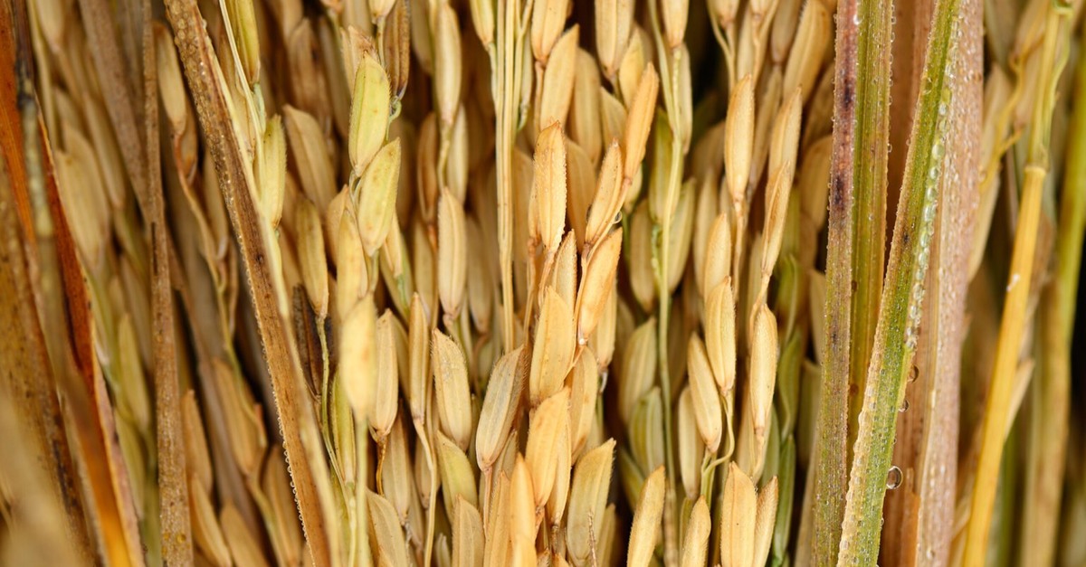 Arroz: 20% mais barato!