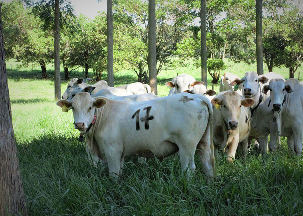 Árvores no pasto: benefícios surpreendentes! 2 Árvores no pasto melhoram peso, conforto térmico e reprodução
