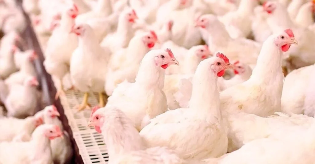 Aumento nas exportações de aves e suínos em SC 20 Destaque Rural - Alta nas exportações de aves e suínos em Santa Catarina