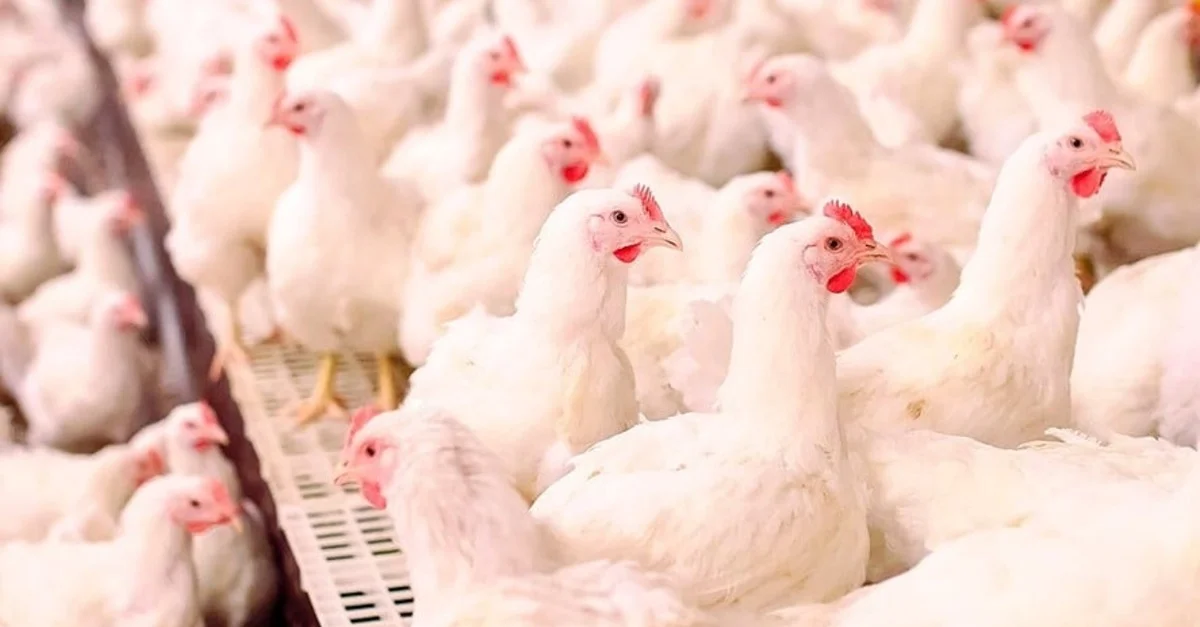 Aumento nas exportações de aves e suínos em SC 5 Destaque Rural - Alta nas exportações de aves e suínos em Santa Catarina