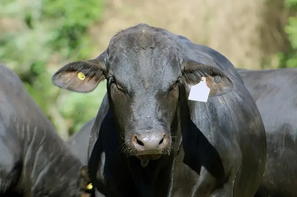 “Avaliação Genômica: Como a Raça Brangus Aprimora a Seleção de Rebanhos”