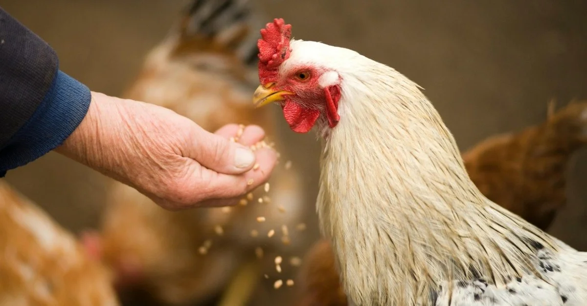 Baixos custos na produção de frangos em Brasil e EUA em 2022. 21 Brasil e EUA registraram os menores custos de produção de frangos de corte em 2022