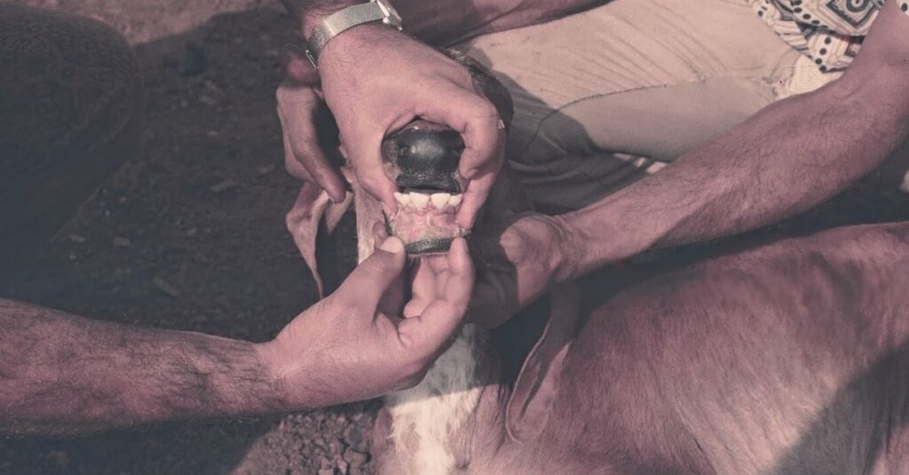 Bezerro com “sapinho”? Descubra como evitar! 6 Bezerro com “sapinho”? Saiba como livrar seu rebanho desta doença