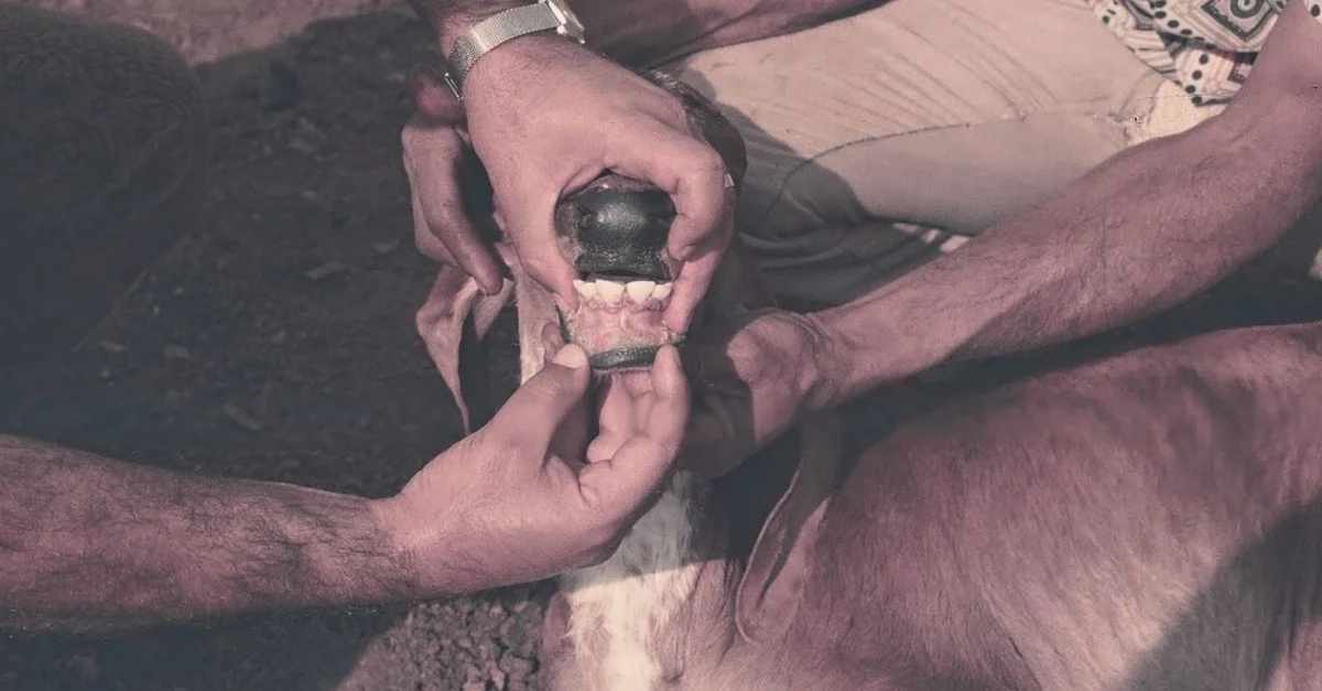 Bezerro com “sapinho”? Descubra como evitar! 10 Bezerro com “sapinho”? Saiba como livrar seu rebanho desta doença