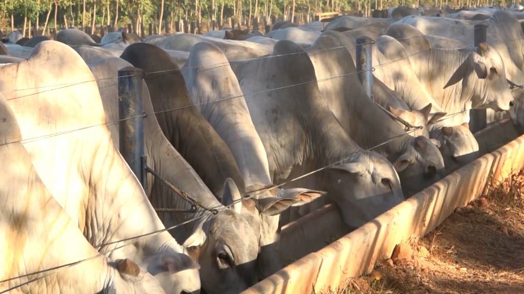 Mercado do boi gordo: oferta maior pressionou cotações em fevereiro - SBA1