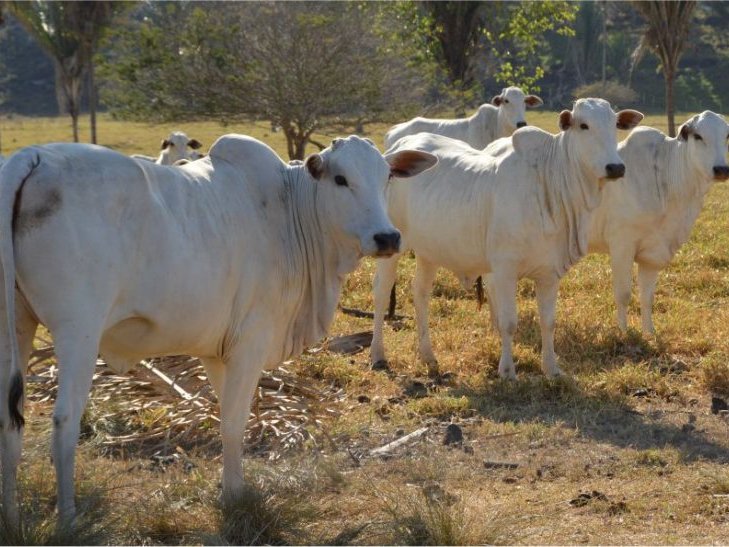 boi gordo dispara frango cai 1