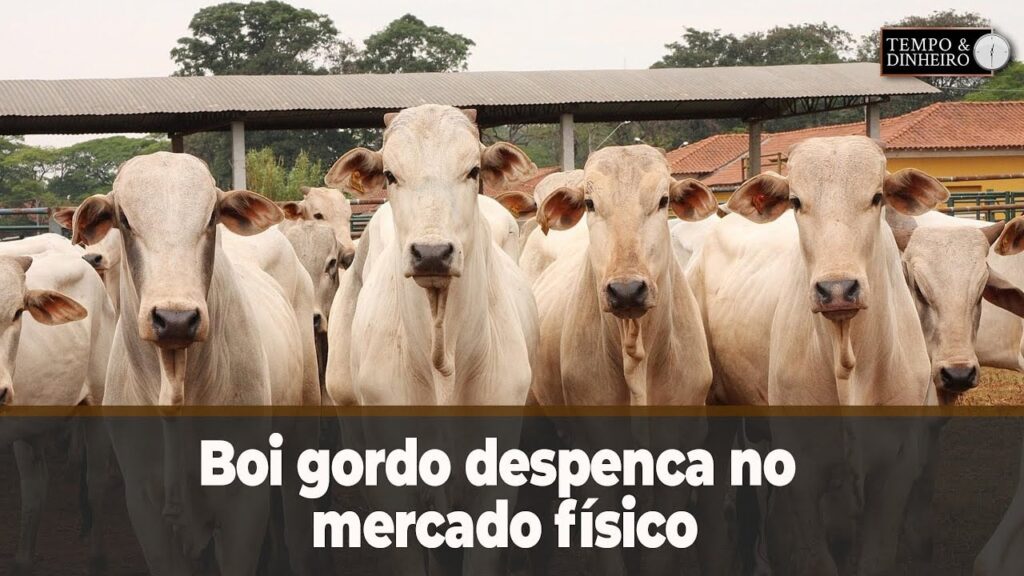Boi gordo despenca no mercado físico. O que esperar? Hyberville Neto comenta - Notícias Agrícolas