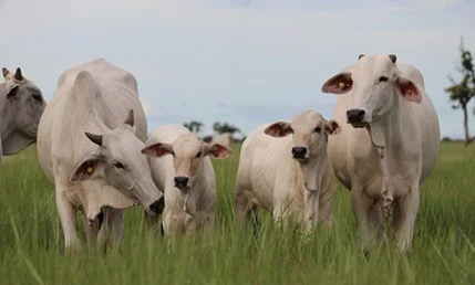 Boi gordo: preço fora do comum 5 preço do boi gordo