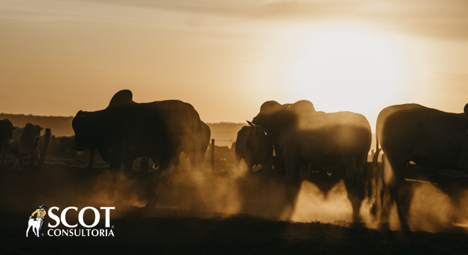 boi gordo precos do boi em sp surpreendem