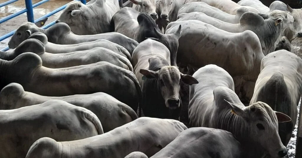 Boi Nelore: evolução surpreendente! 23 Boi Nelore evolui em idade ao abate e ganha 3@ a mais em uma década