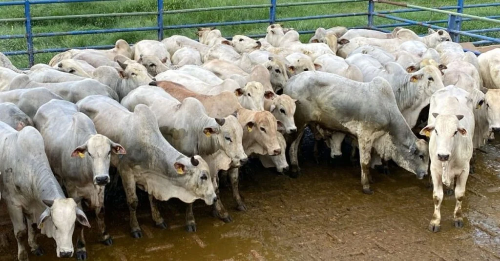 Boi gordo pantaneiro e castrado é sucesso de peso com mais de 21@ em MS