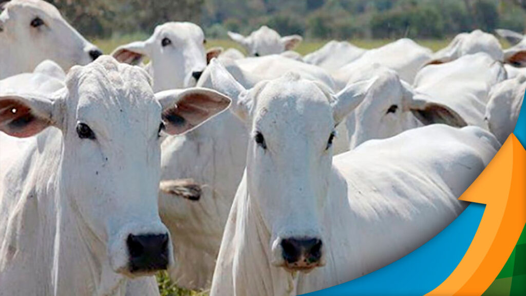 Boi: cenário aponta para safra bem pontuada com inevitável pressão nos preços da arroba a partir de abril